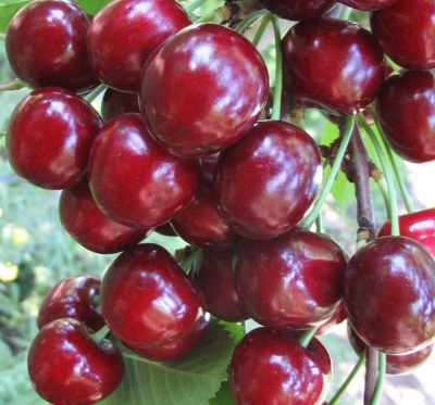 Cherry Tyutchevka