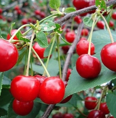 Cherry Ural Ruby
