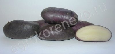 Kornblumenkartoffeln