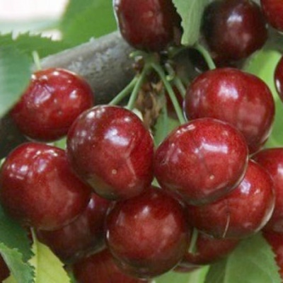 Cherry Vasilisa