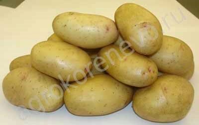 عملاق البطاطس