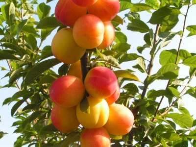 Cherry plum Vetraz 2