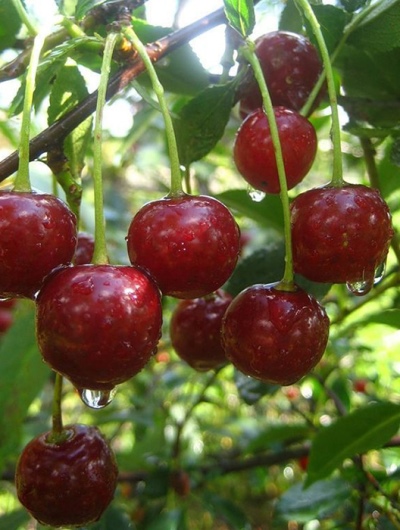 Cherry Volochaevka