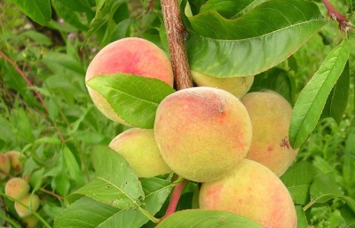Voronezh bush peach