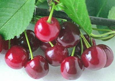 Cherry Vianok