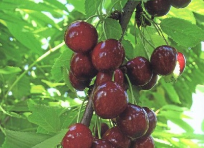 Kirsebær Yaroslavna