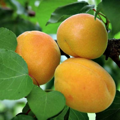 Apricot Zhigulevsky souvenir