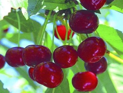 Cherry Zhivitsa