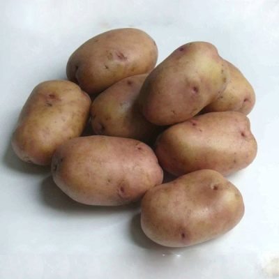 Kartofler Zhukovsky tidligt