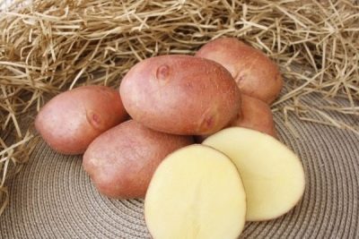 Pommes de terre Zhuravinka