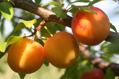 Cherry Plum Or des Scythes