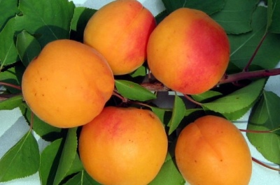 Apricot Znakhodka