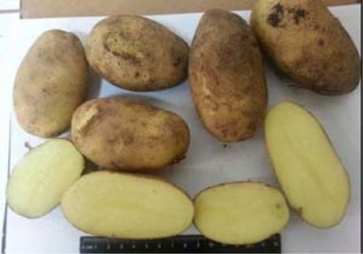 Pommes de terre Zorachka