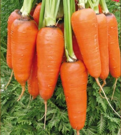 Abaco aux carottes