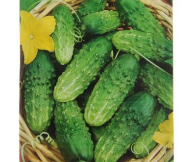 Cucumber Altai