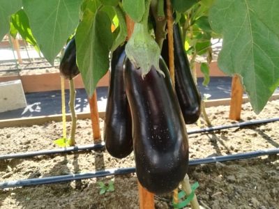 Eggplant Andryusha
