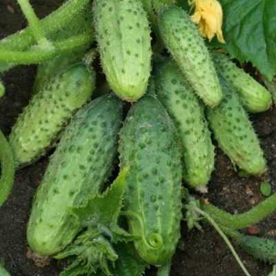 Cucumber Annushka