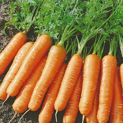 Baltimore carrots