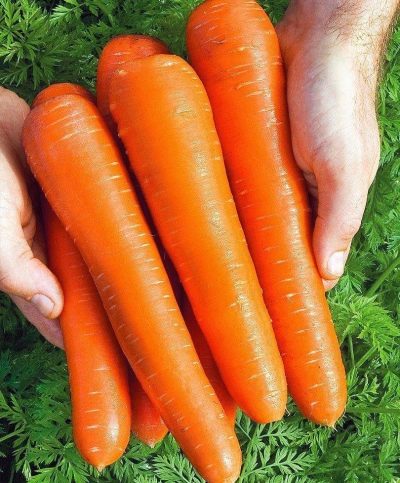 Scoiattolo carota