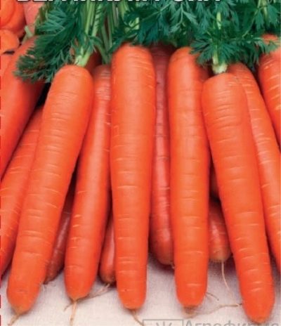 Burlicum di carota reale