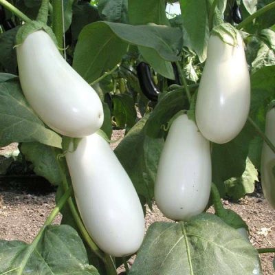 Eggplant Bibo