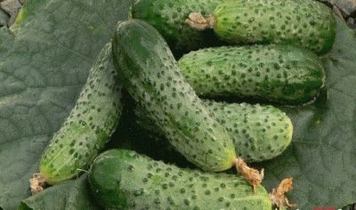 Cucumber Bidrett