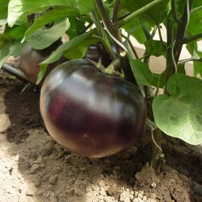 Eggplant Bourgeois