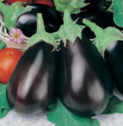 Eggplant Black handsome