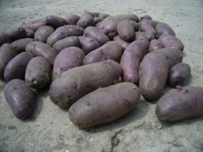 Aardappelen Zwarte Prins