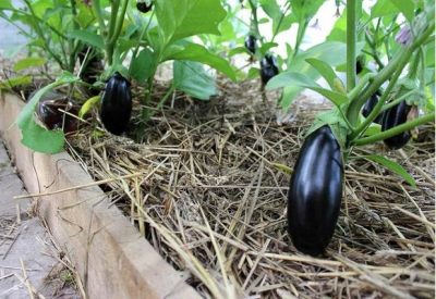 Eggplant Black Giant