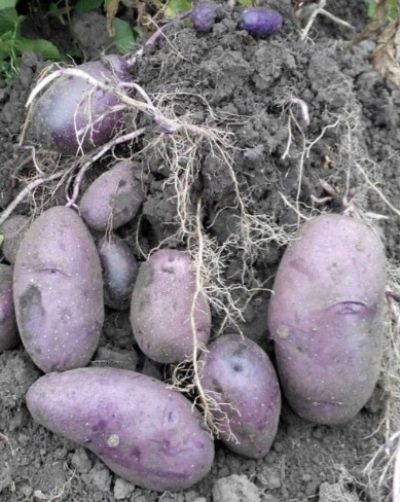 Aardappelen Gietijzer