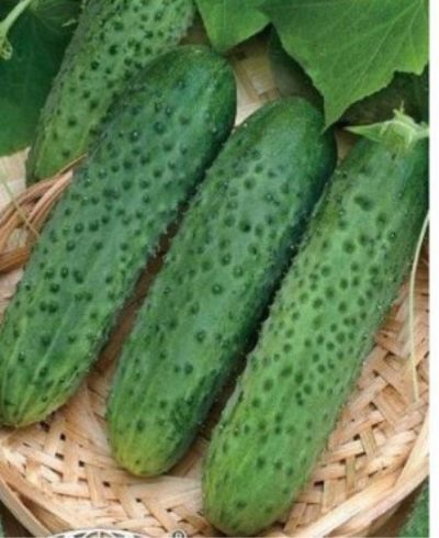 Far East cucumber 27