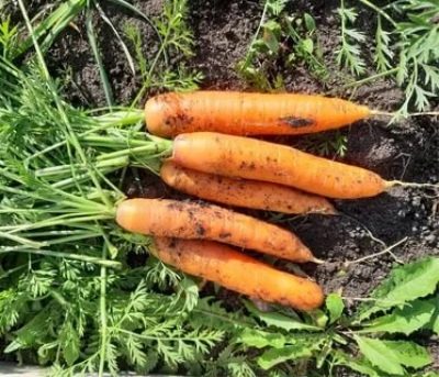 Dordogne carrots