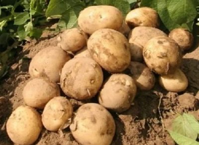 Elmundo aardappelen
