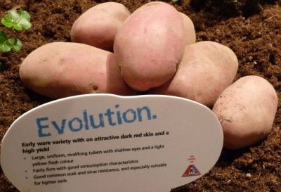 Evoluzione della patata