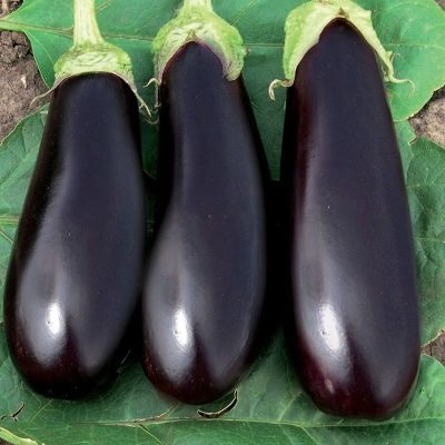 Eggplant Fabina