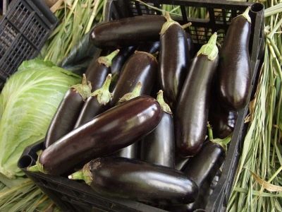 Faram's eggplant