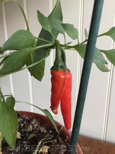 Phoenix pepper