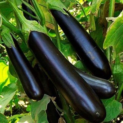 Eggplant Purple Long