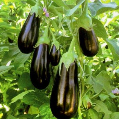 Eggplant Galich