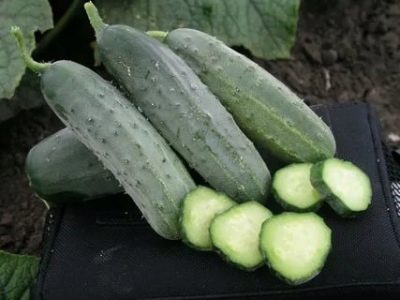 Cucumber Hector