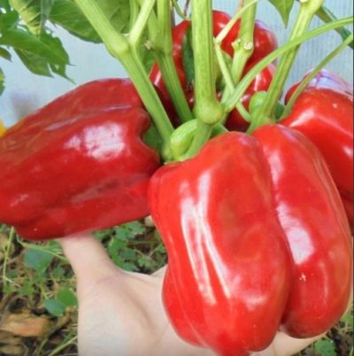 Pepper Giant red