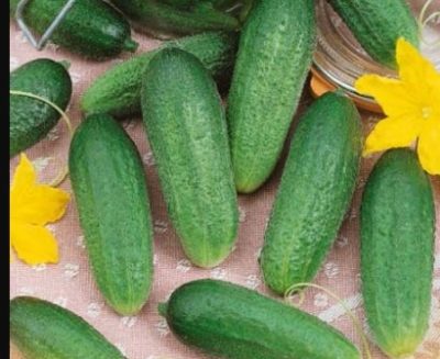 Ginga cucumber