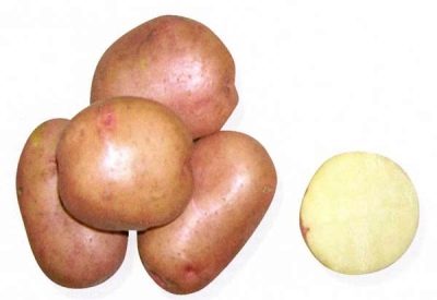 Aardappelen Gastvrouw