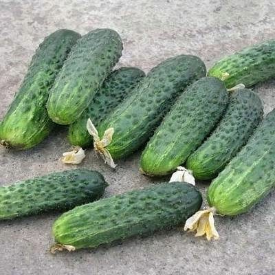 Cucumber Emerald Family