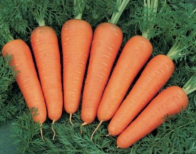 Carrot Canada