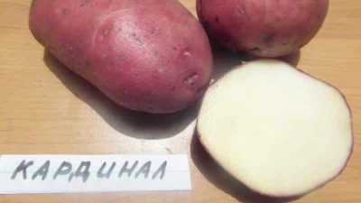 Kardinaal aardappelen
