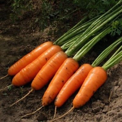 Cascade de carottes