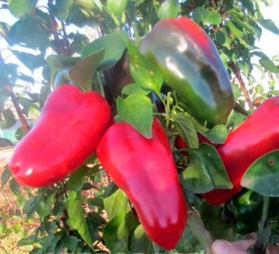 Peber rød skovl