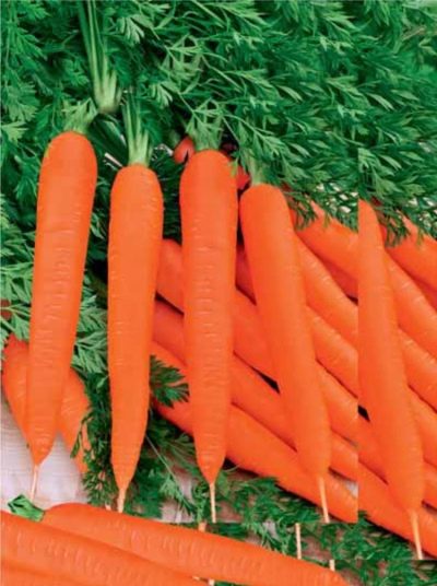 Karottenroter Riese